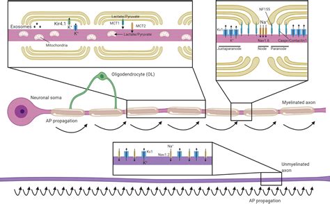 Frontiers Neuron Oligodendrocyte Interactions In The Structure And