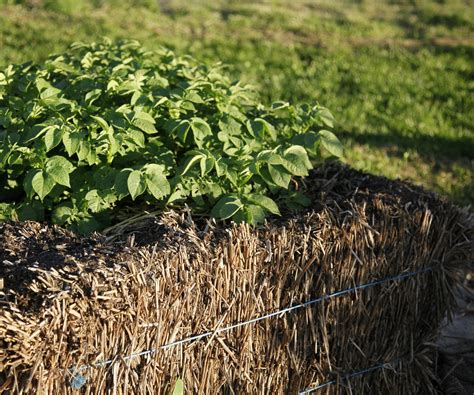 No-Till Gardening Methods: Digging Into Different Types | Gardening