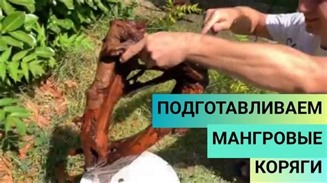 Коряги мангровые для моего нового аквариума на 750 литров. Часть 12 ...