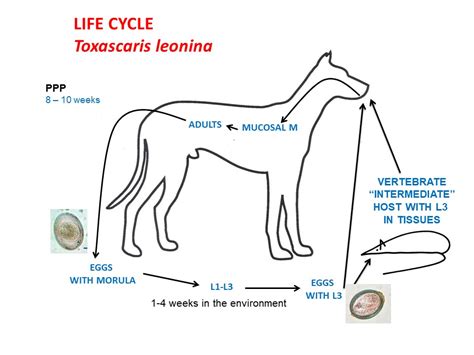 Toxocara Cati Life Cycle