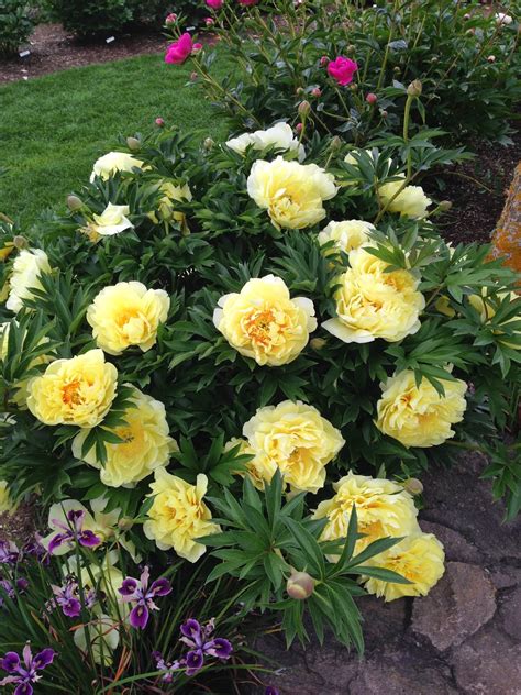 Пион Бартзелла: описание сорта, посадка и уход