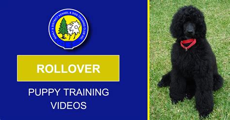 how to teach dog to rollover