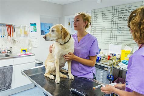 Rcvs To Consult On New Veterinary Nursing Qualifications Framework