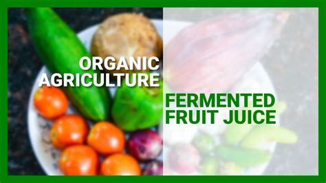 Fermented Fruit Juice Organic Agriculture Juice Fast