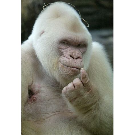 albino animals  snowflake  white gorilla  white diamond
