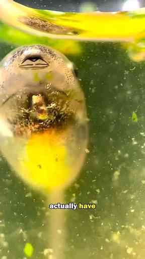 The Hidden World of Tadpoles Revealed Under a Microscope