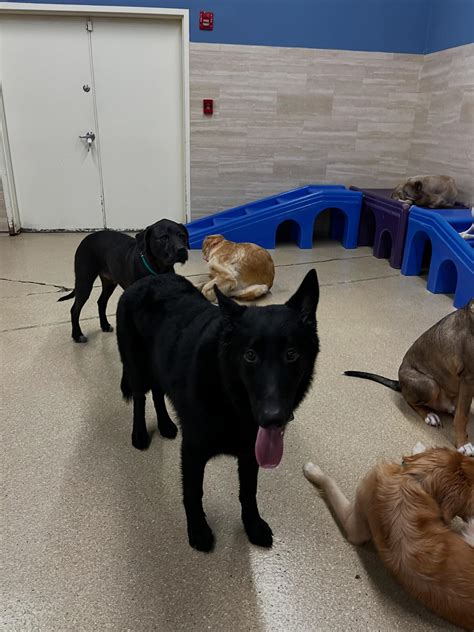 k9 resorts luxury pet hotel fairfield 6