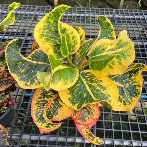 Кротон GUMPHAGAN – купить за 1 800 ₽ | ADENIUMLAND