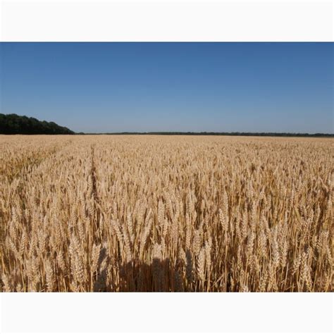 Продам пшениця від виробника, купити пшениця від виробника, Миронівка ...