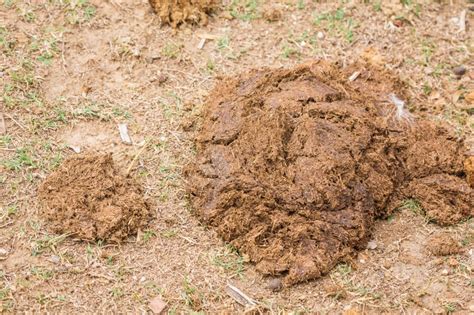 Evaluating Horse Poop Whats The Fecal Matter The Open Sanctuary