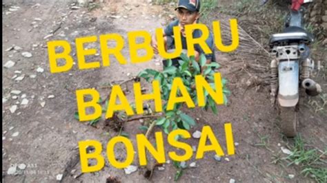 Berburu Bahan Bonsai Di Alam Liar YouTube