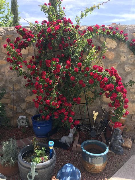 Our climbing rose bush; last year it had only a few blooms on it all