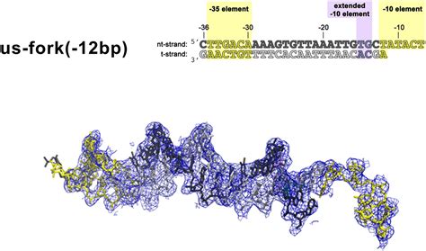 Figures And Data In Structure Of A Bacterial Rna Polymerase Holoenzyme Open Promoter Complex Elife