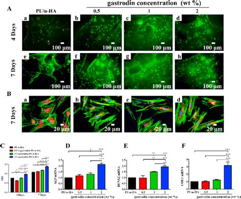 In Vitro Viability And Osteogenic Differentiation Of Rbmscs Cultured On