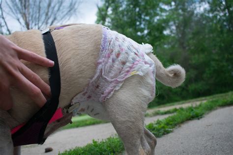 how to keep dog diaper on