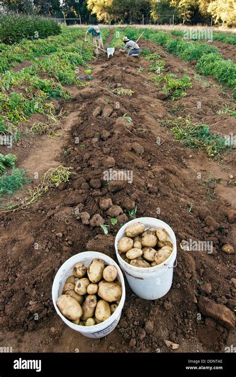 Harvesting Potatoes California Hi Res Stock Photography And Images Alamy