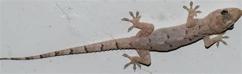 Lagartixa Doméstica Tropical Nome Científico - Tropical House Gecko / Lagartixa-Doméstica-Tropical | Project Noah