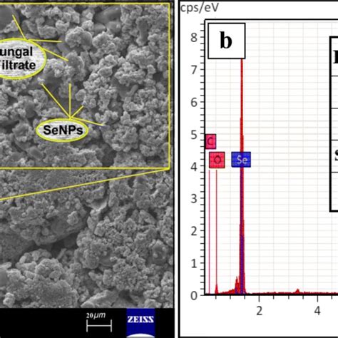 Surface Morphology And Elemental Analysis Of The Se NPs Synthesized By