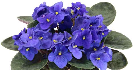 how to care for an african violet plant