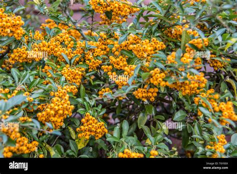 Firethorn Evergreen Shrub With Yellow Berries Stock Photo Alamy