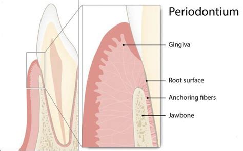 What Is Periodontitis Read All Infos At Periodontal Health