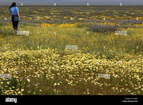 california goldfields flowers carrizo plain  res stock photography