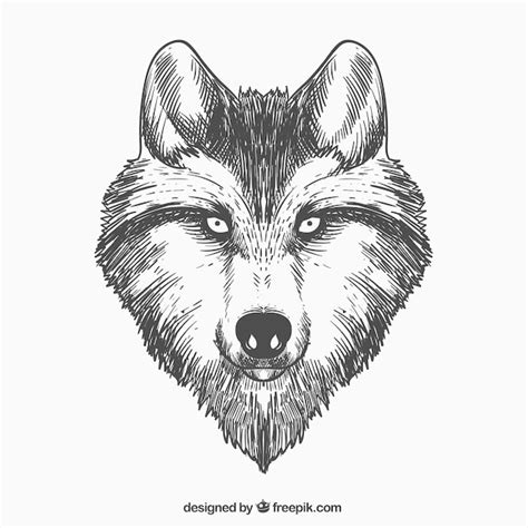 Cara De Lobo Dibujada A Mano Vector Gratis