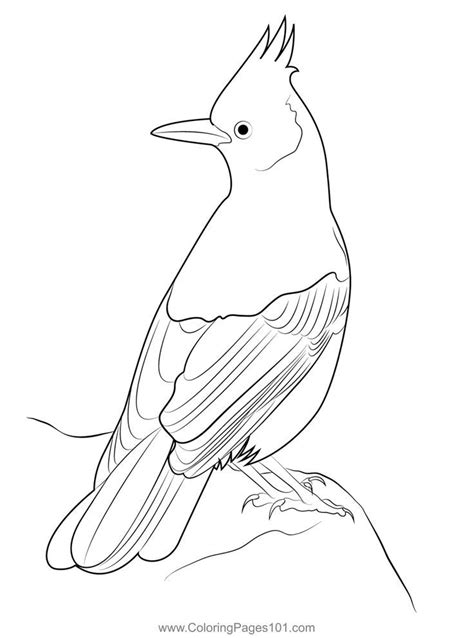 Stellers Jay 4 Coloring Page Coloring Pages Coloring Pages For Kids