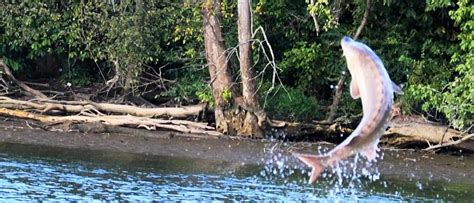 Atlantic Sturgeon Overview Rice Rivers Center Virginia Commonwealth