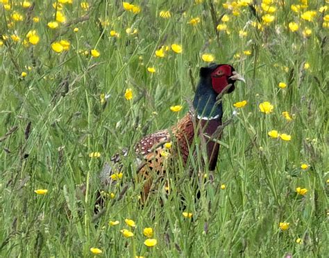 Male Pheasant | BirdForum