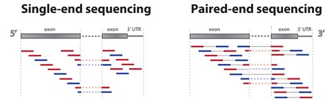 Introduction To Rna Seq Sequencing Preprocessing