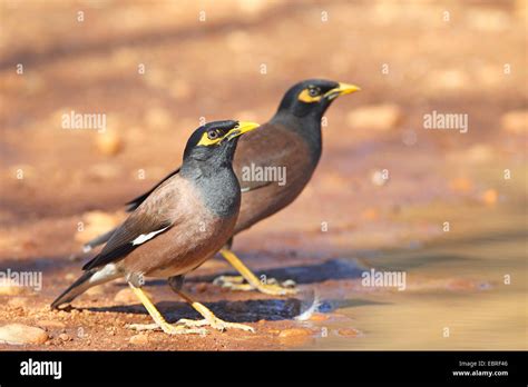 Mynah Birds Hi Res Stock Photography And Images Alamy