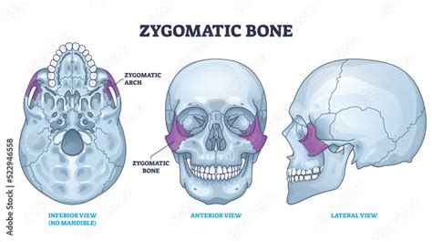 Zygomatic Bone Anatomy