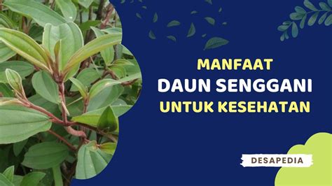 Manfaat Daun Senggani Harendong Untuk Kesehatan Youtube