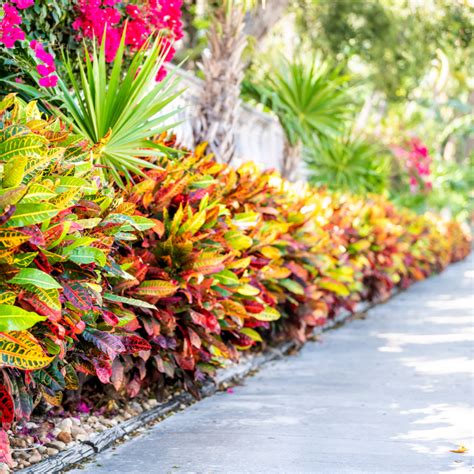 These Are The Best Shrubs To Grow In Florida - Lawn Master