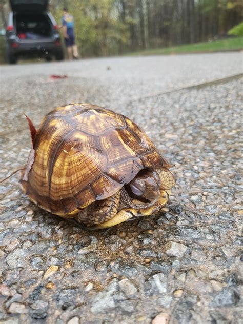 Best Eastern Box Turtle Images On Pholder Turtle Herpetology And