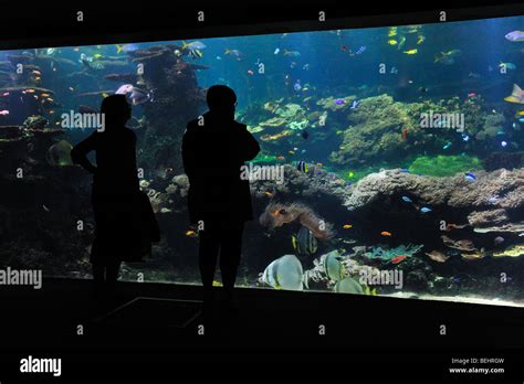 Tourists Looking At The Nausica Sea Aquarium With Tropical Fishes