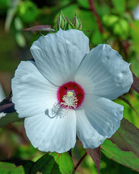 Crimson Eyed Rosemallow Dfl1310 Photograph By Gerry Gantt Fine Art America