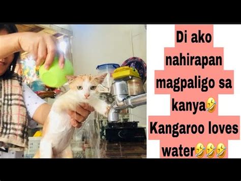 Paano Magpaligo Ng Pusa Pusa Namin Gustong Gusto Ng Tubig Di Ako