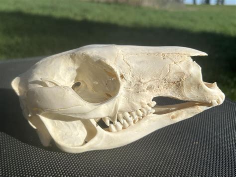 Red Kangaroo Skull 00868 Craniates Curiosites Oddity Sales And