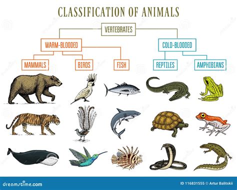 Clasificación De Animales Pájaros De Los Mamíferos De Los Anfibios De