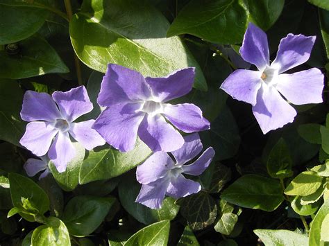 Vinca Major Wikipedia La Enciclopedia Libre