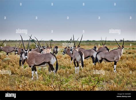 Herd Of Gemsbok Oryx Gazella Central Kalahari Game Reserve Botswana