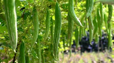 Snake Gourd Stock Video Footage Royalty Free Snake Gourd Videos Pond