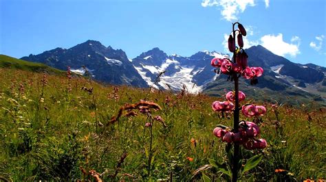 Faune Et Flore Lepetitbayonnaiss Jimdo Page