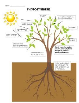 Photosynthesis Drawing at GetDrawings | Free download