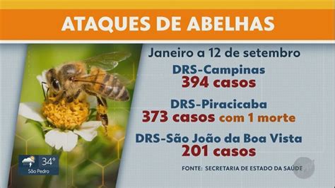 Entenda Por Que Picadas De Abelha São Mais Comuns Na Primavera E Saiba