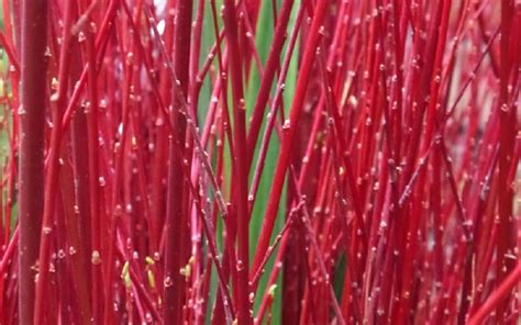short persian red willow package ourfamily products