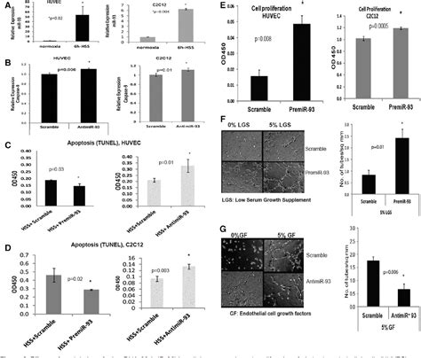 Figure From Microrna Controls Perfusion Recovery After Hindlimb