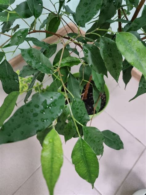 Фікуси бенджаміна, хамедорея: 50 грн. - Кімнатні рослини Київ на Olx